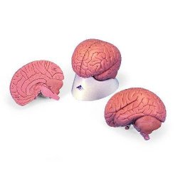 Introductory Brain Model 2 Part