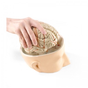 Head Base Model with 7-Part Brain