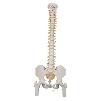 Classic Flexible Spine and Femur Heads Model