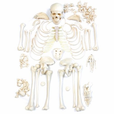 Disarticulated Human Model Skeleton