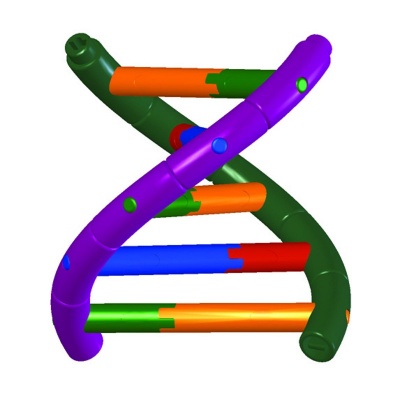 DNA Double Helix Model Kit