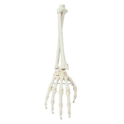 Hand with Lower Arm Skeleton Model