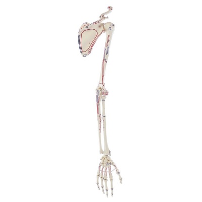 Model Arm Skeleton with Markings and Shoulder Girdle