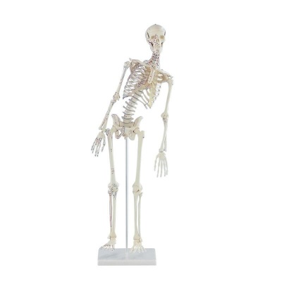 Detailed Miniature Model Skeleton Fred
