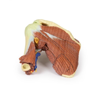 Erler-Zimmer Musculature Shoulder Model