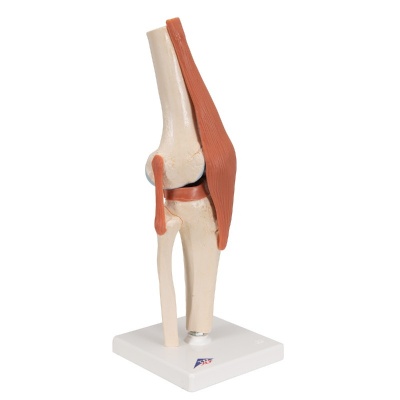 Deluxe Functional Knee Joint Model With Ligaments