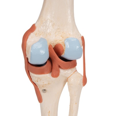 Deluxe Functional Knee Joint Model With Ligaments