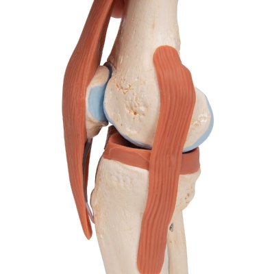Life Size Knee Model With Ligaments | HiTech Therapy Online