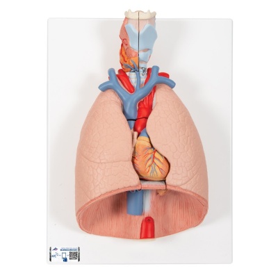 3B Scientific 7-Part Lung Model with Larynx
