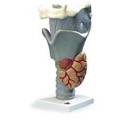 Functional Larynx 2.5 Times Full-Size