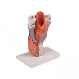 5-Part Larynx Model
