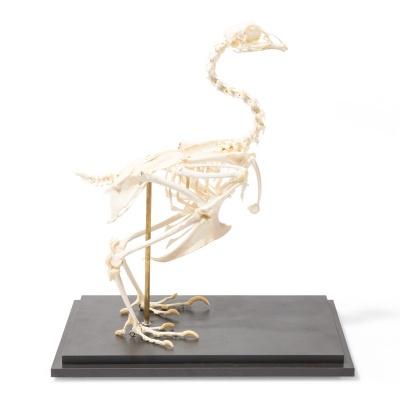 Chicken Skeleton Anatomy Model (Gallus Gallus Domesticus)