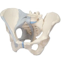 Female Pelvis With Ligaments 3 Part