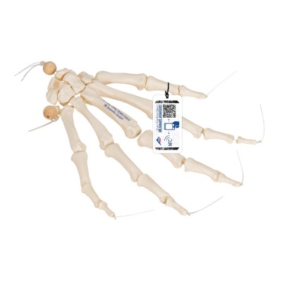 Basic Human Hand Skeleton Model