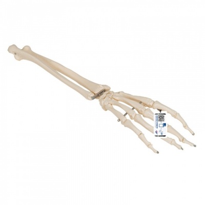 Hand Skeleton Model With Radius and Ulna Joint