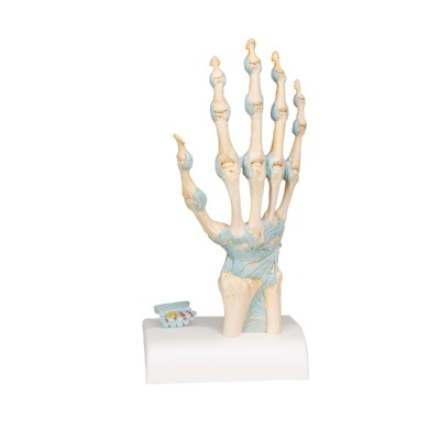 Skeleton Hand with Ligaments and Carpal Tunnel