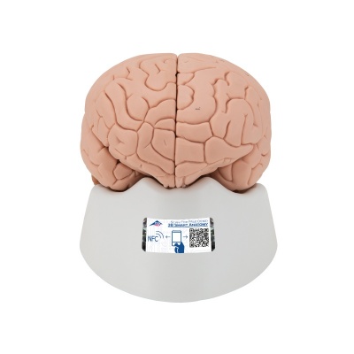 Two-Part 3D Brain Model