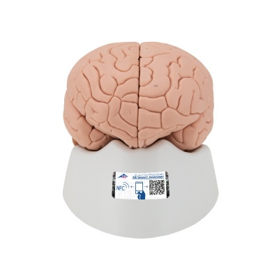 Anatomical Model, 3D Human Brain Cross Section, Half Size, Color Coded & Numbered, Mounted