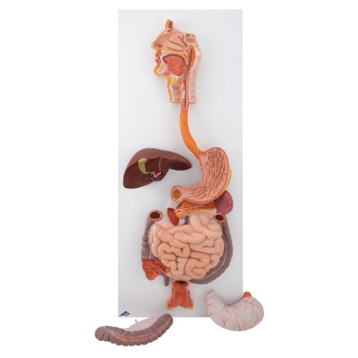 3-Part Digestive System Model | Health and Care