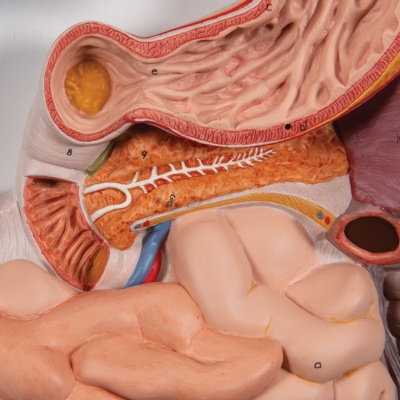 3-Part Digestive System Model