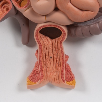3-Part Digestive System Model