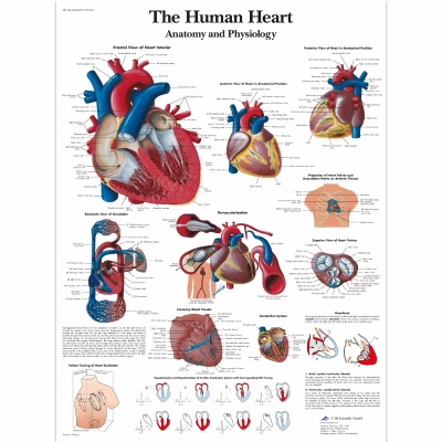 Laminated Human Heart Chart