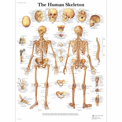 Laminated Human Skeleton Chart