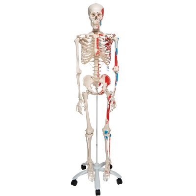 Model Skeleton With Painted Muscle Origins And Insertions