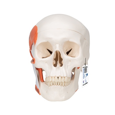 TMJ Skull Anatomy Model with Mastication Muscles