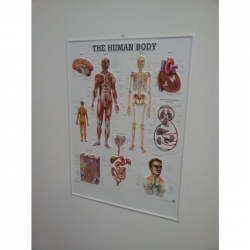 3D Human Body Poster