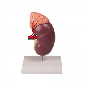 Kidney with Adrenal Gland Model