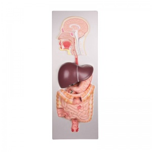 5-Part Human Digestive System Model