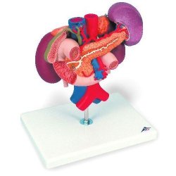 Kidneys With Rear Organs Of The Upper Abdomen - 3 Part
