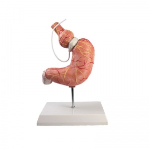 Gastric Band Stomach Model