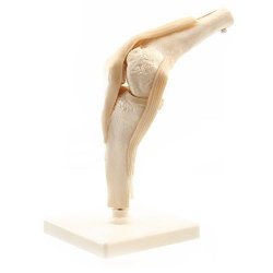 Knee Joint Model with Ligaments