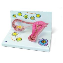 Stages Of Fertilization And Of The Embryo- 2-Times Magnification