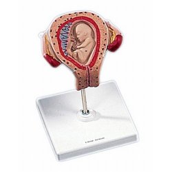 3rd Month Embryo Anatomical Model