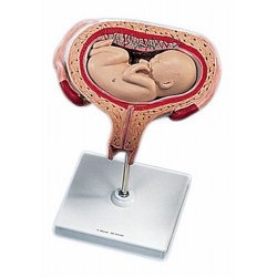 5th Month Fetus Transverse Lie Anatomical Model