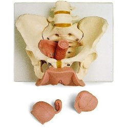 Female Pelvis Skeleton With Genital Organs 3 Part