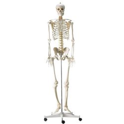 Life-Sized Human Skeleton