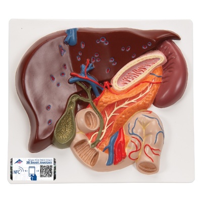 Liver Model With Gall Bladder, Pancreas, and Duodenum