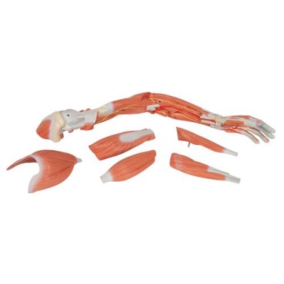 Deluxe Muscle Arm 6 Part Life Size