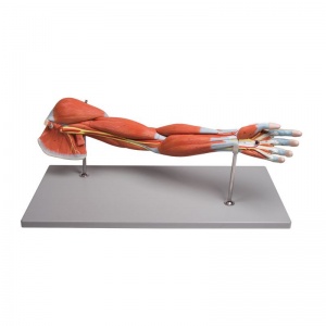 7-Part Arm Muscle Model