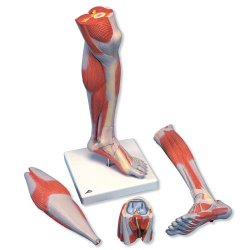 Lower Muscle Leg With Detachable Knee 3 Part Life Size