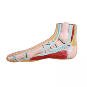 Anatomical Model Foot | Health and Care