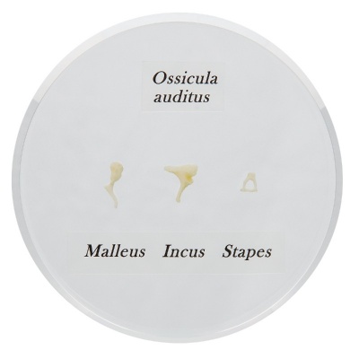 Life Size Auditory Ossicles Model