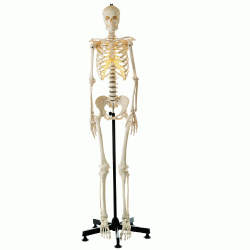 Standard Artificial Skeleton (Male)