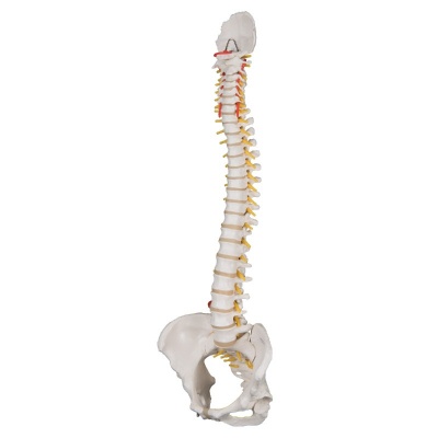 Flexible Female Spine and Pelvis Model