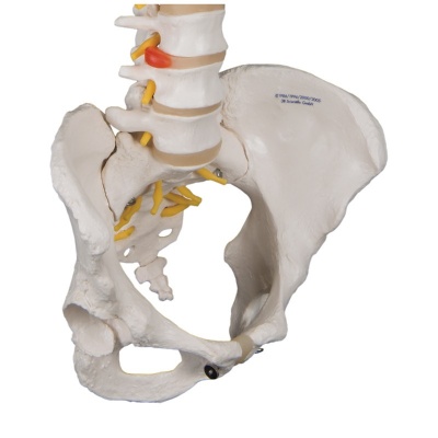 Flexible Female Spine and Pelvis Model