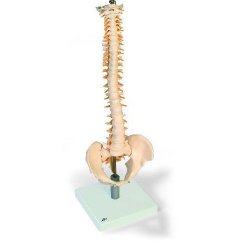 Flexible Spine Model With Soft Intervertebral Discs